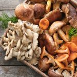 Польза грибов для человека
